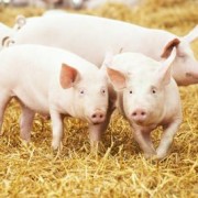 Junge Schweine