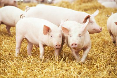 Junge Schweine