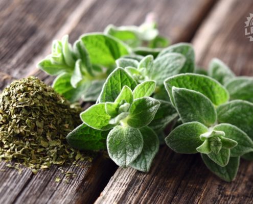 Oregano Kräuter
