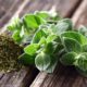 Oregano Kräuter
