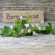 Bergminze