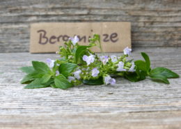 Bergminze
