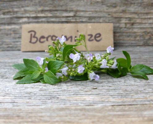 Bergminze
