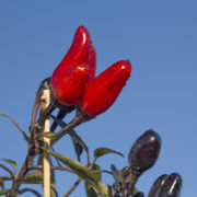 Isot-Paprika