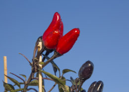Isot-Paprika